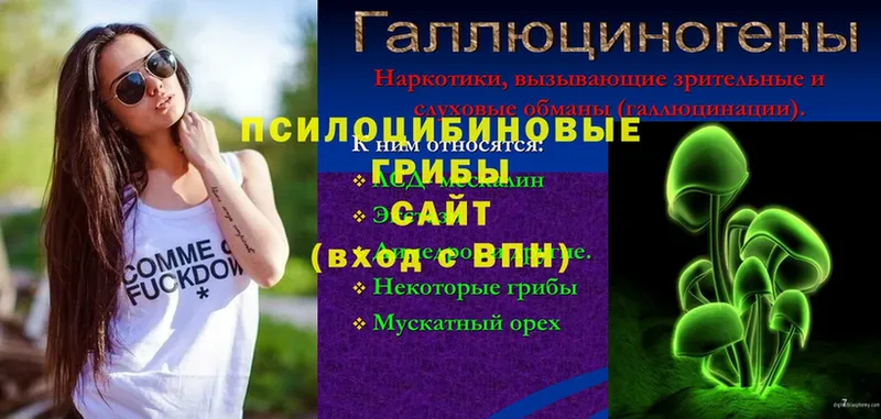 где купить наркотик  Ишим  Галлюциногенные грибы Psilocybe 